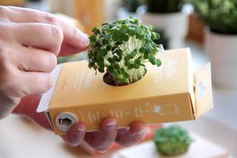 Kit in crescita con attività - SCHROLLO Mustard Sprouts