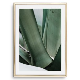 Poster: Agave