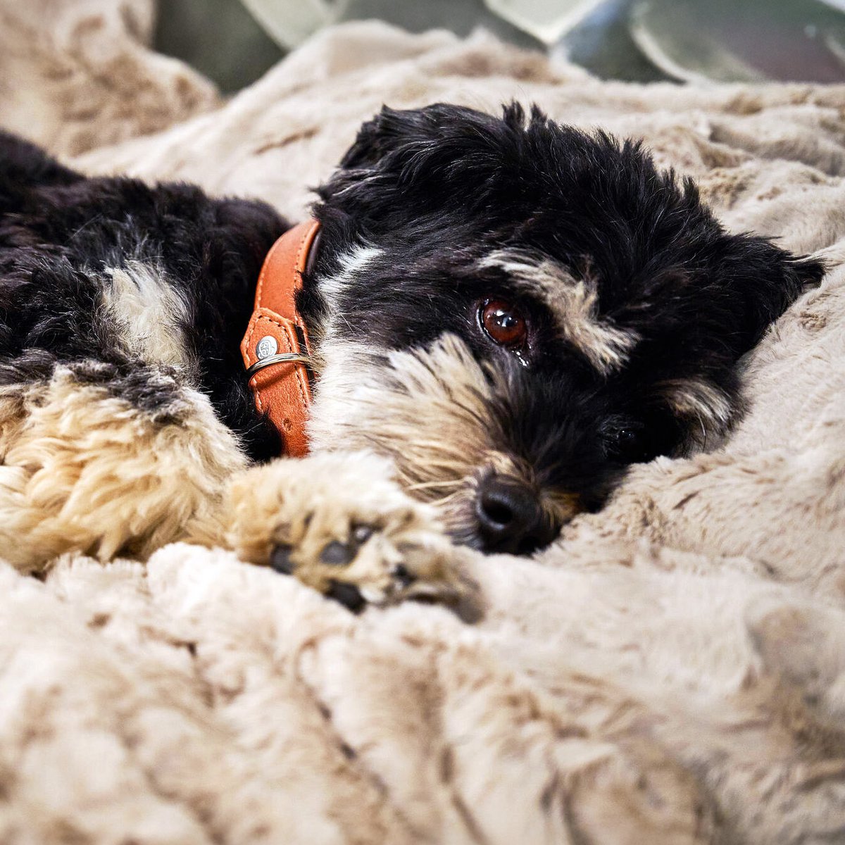COZY Kuscheldecke für Hunde