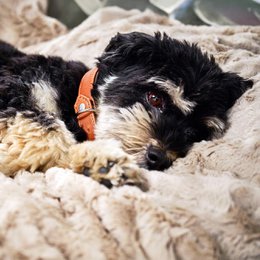 COZY Kuscheldecke für Hunde