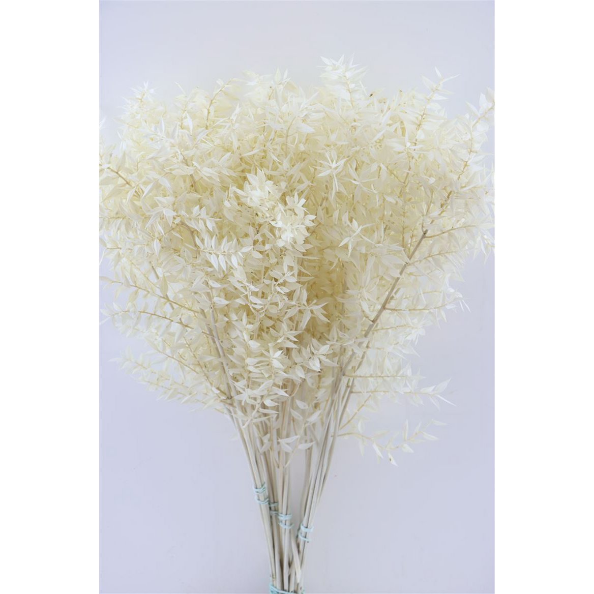Ruscus - 70 cm - dried flowers