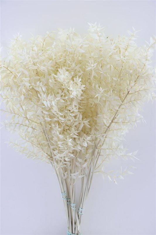 Ruscus - 70 cm - dried flowers