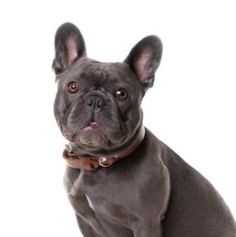 No Fuss Collar Dog Leather Brown