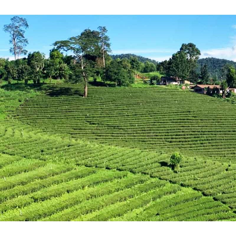 Thai Variety Set Deluxe- 6 flavor Gift Set premium loose tea.