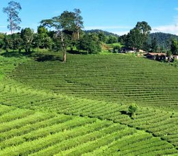 Thai Variety Set Deluxe- 6 flavor Gift Set premium loose tea.