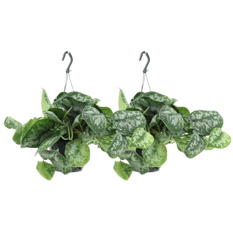 2x scindapsus image Trebie - Epipremnum - 25cm - Ø15
