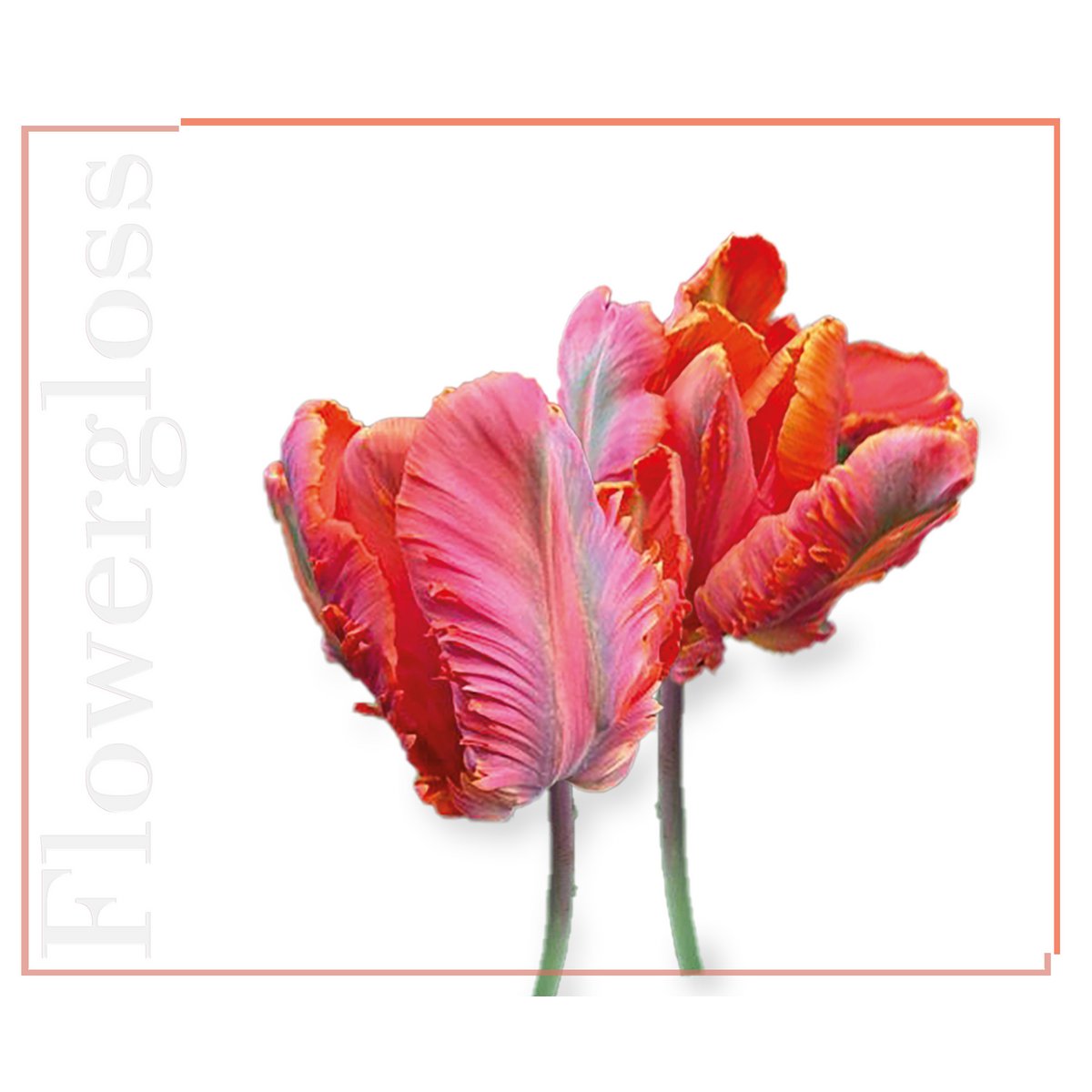 Flowergloss FG09 Tulip | made from fruit and vegetables 💚 Vegan without titanium dioxide “NEW”