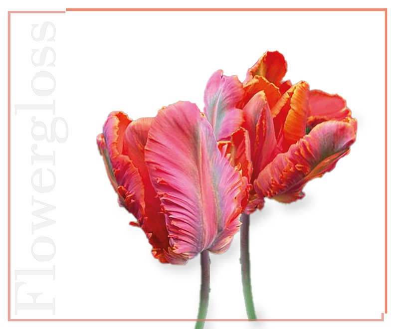 Flowergloss FG09 Tulip | made from fruit and vegetables 💚 Vegan without titanium dioxide “NEW”