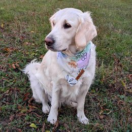 Pastel dog bandana
