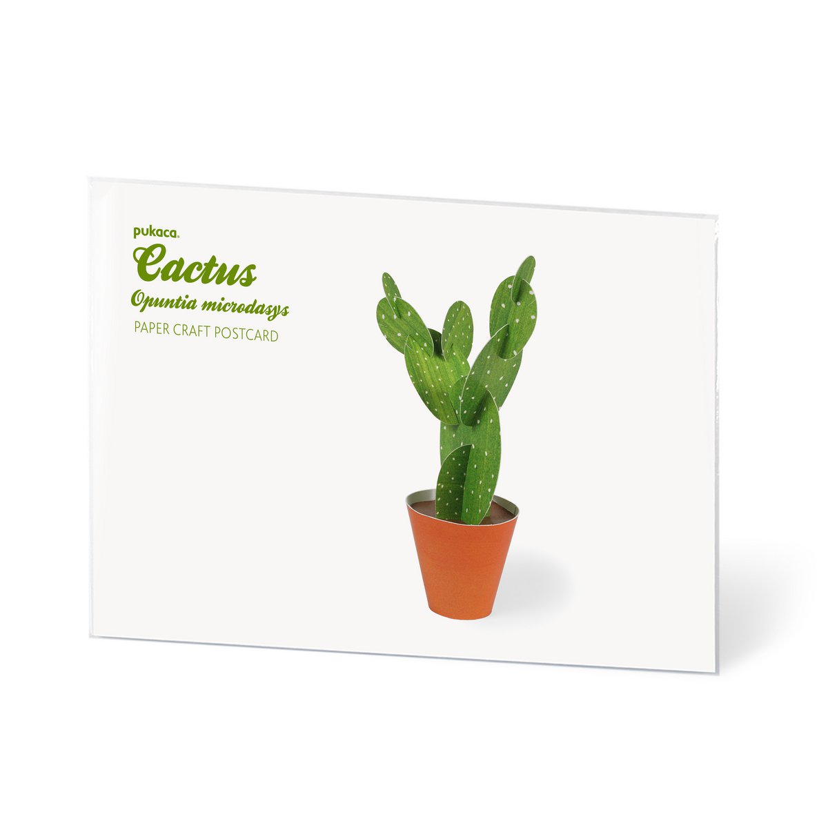 Opuntia microdasys briefkaart