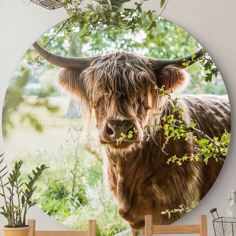 Highlander (montañes escocés)