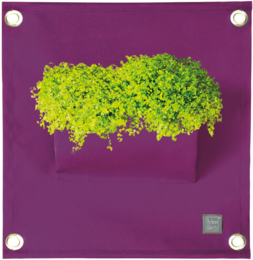 Vibrant green plant in a purple planter, perfect for indoor or outdoor use. Ideal for adding a touch of nature to any space.