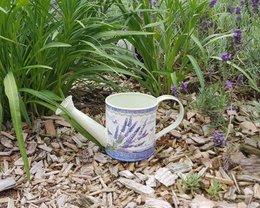 Lavendel-Gieákanne lille