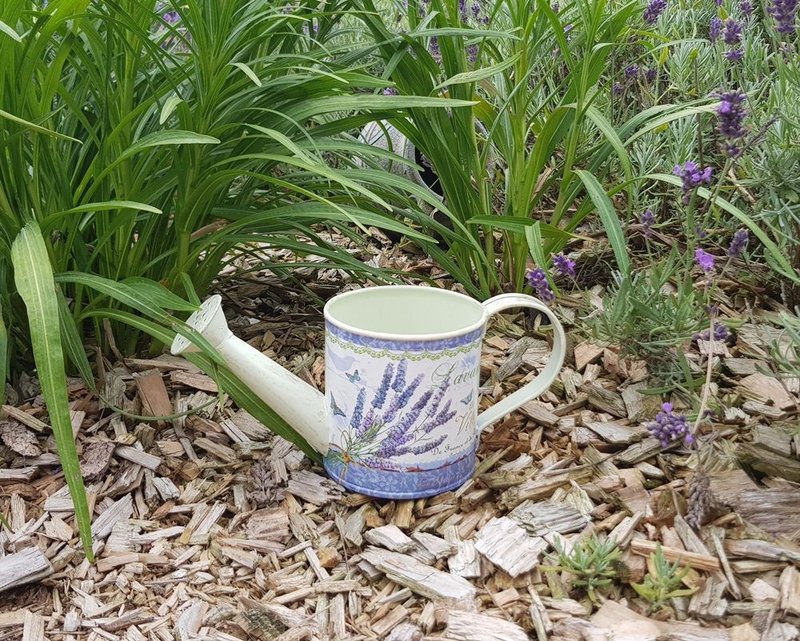 Lavendel-Gieákanne lille