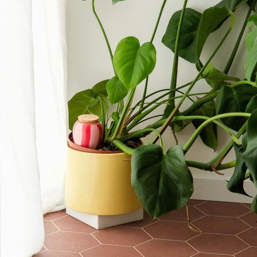 Olla - Pink and red striped