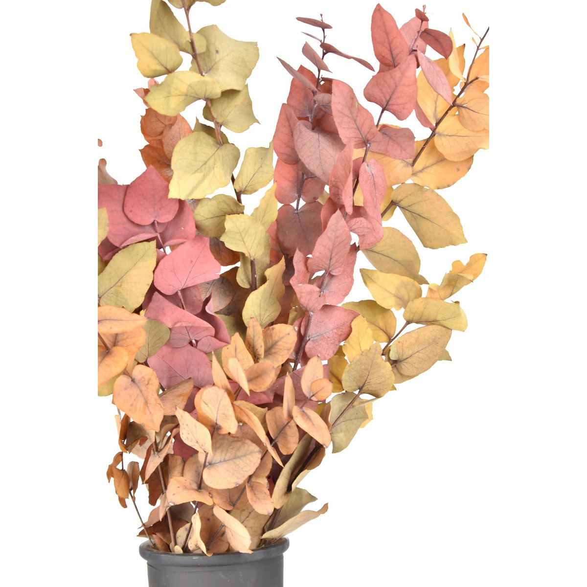 Eucalyptus - Mélange d'automne - fleurs séchées