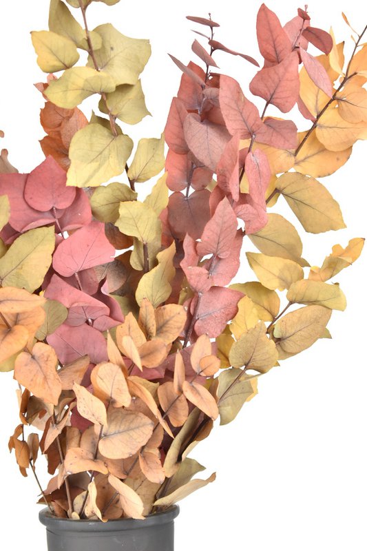 Eucalyptus - Autumn Mix - dried flowers