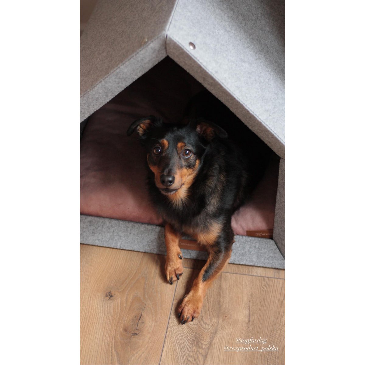 Pethome Perfekt hus til en hund og en kat - lysegrå/genanvendt