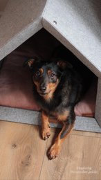 Pethome Perfektes Haus für einen Hund und eine Katze - hellgrau/recycelt