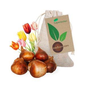 7 Tulpenbollen in zakje
