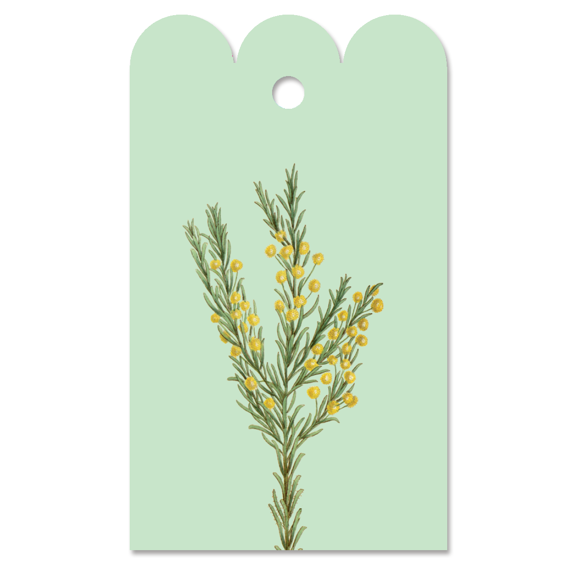 Gift Tag Acacia lineata