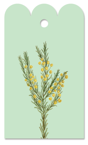 Gift Tag Acacia lineata