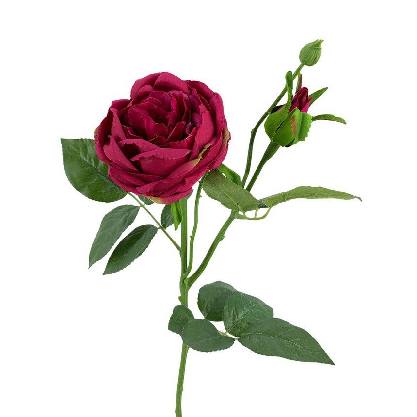 Pivoine X1 Bordeaux 63cm(10cm)
