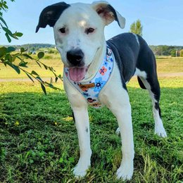 Spring Classic Harness