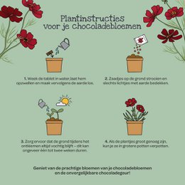 Chocoladebloemen uit de beker (NL)