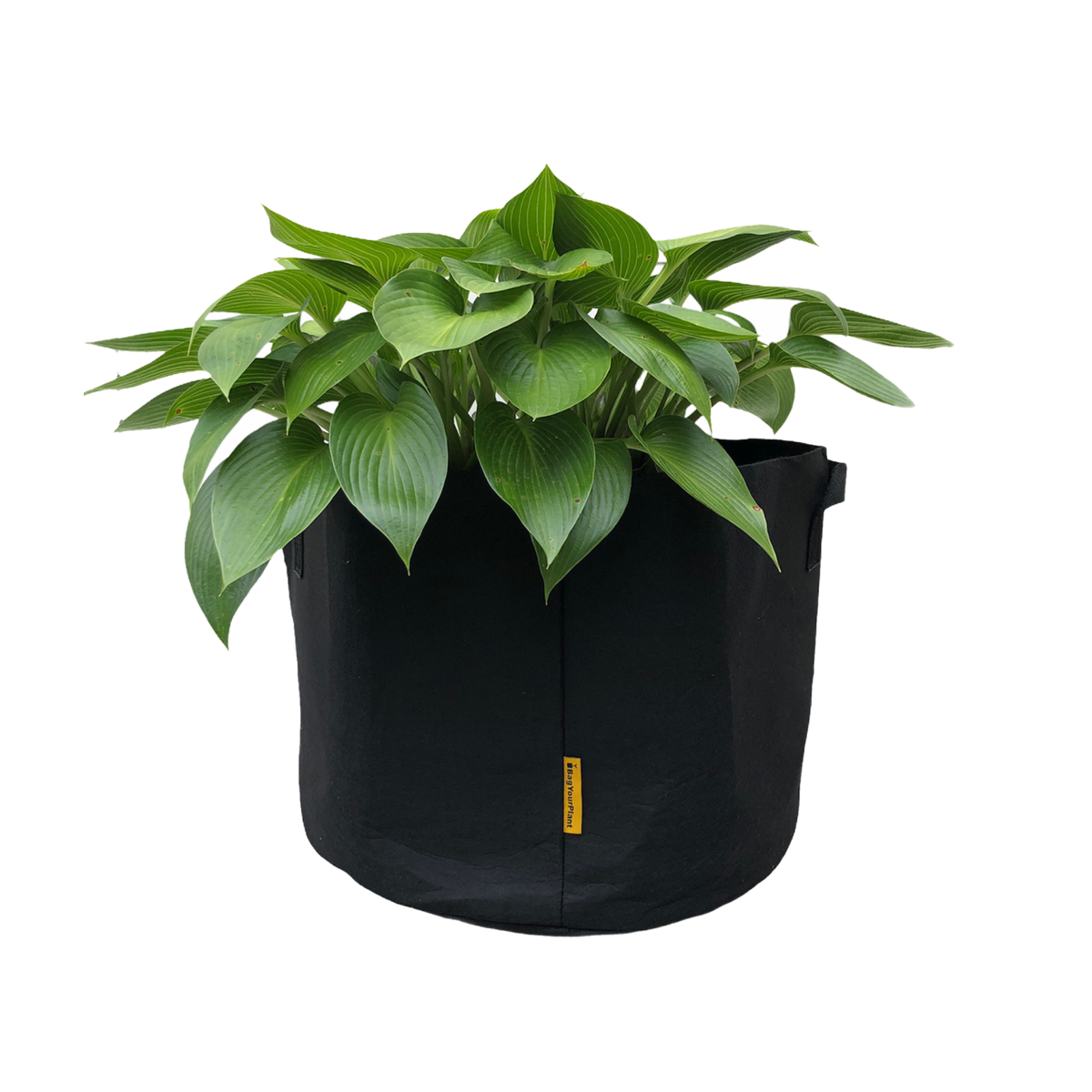 Tasche Schwarz (L)