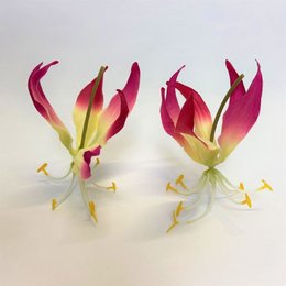 12 Fleur Gloriosa - 12cm