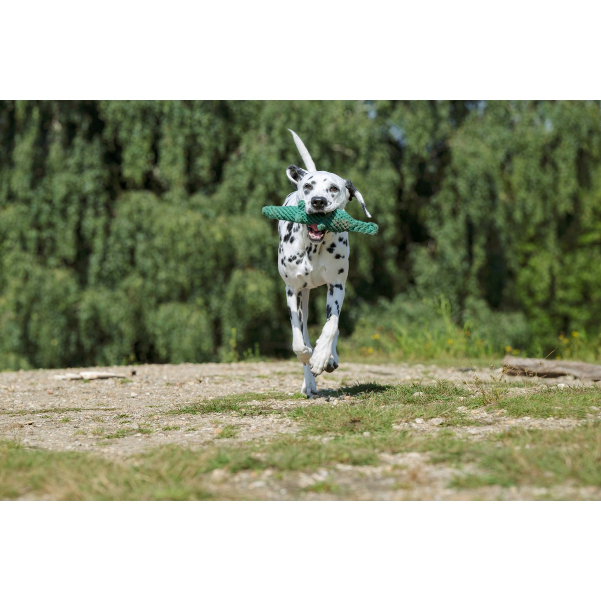 Kalli Crocodile - giocattolo cult per cani