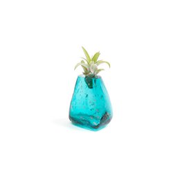 Gemma lille vase (med Tillandsia-plante)