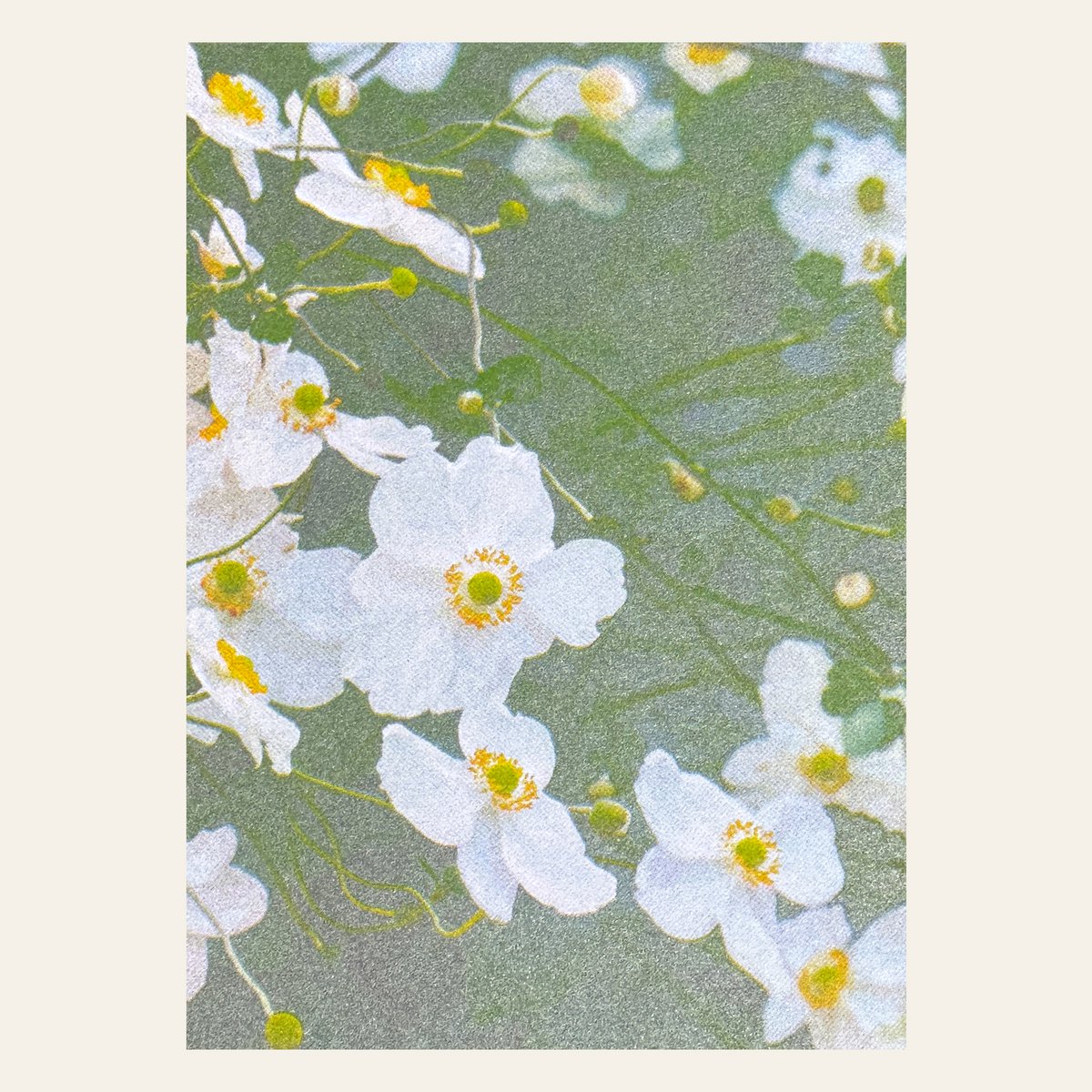 Risography Postcard - White Anemons - Din A6