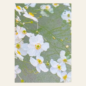Risographie Postkarte – Weiße Anemonen – DIN A6