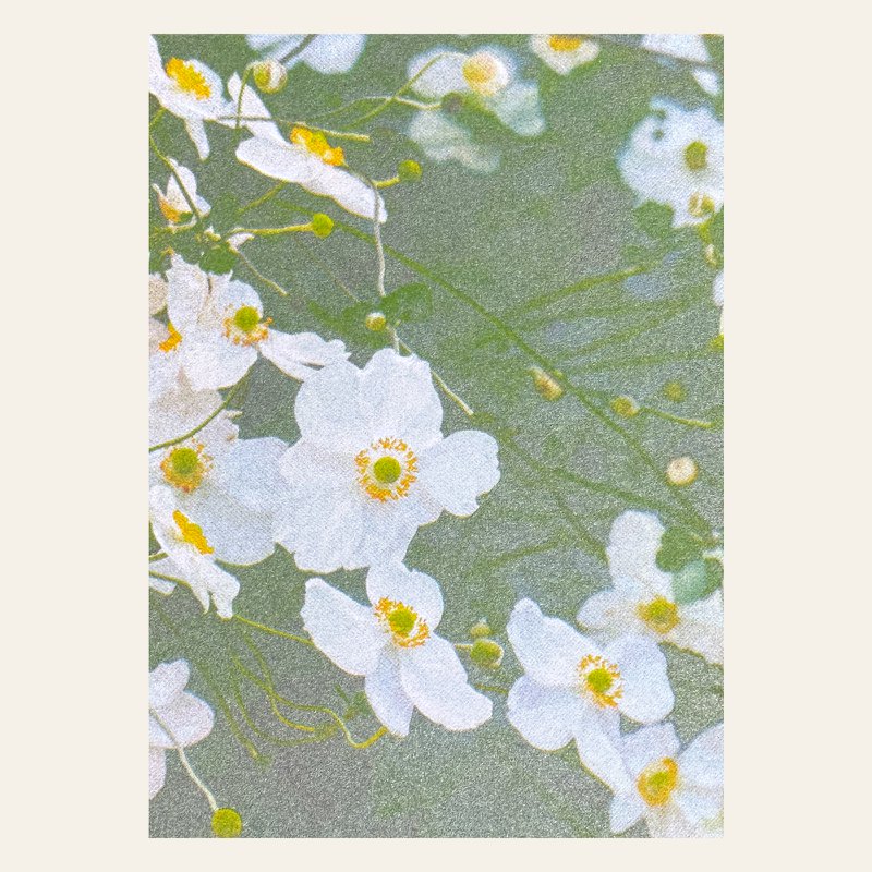 Risography Postcard - White Anemons - Din A6