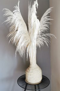 Pampa Grass , Preserved, White +/- 80cm, 1 stem