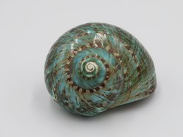Turbo naturel "Turbo marmor"