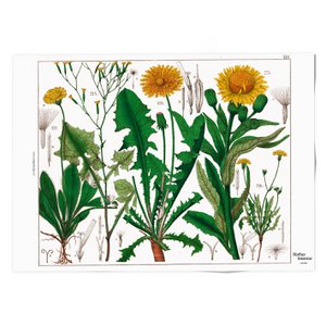 Poster, 50x70, Dandelion , Hortus Botanicus