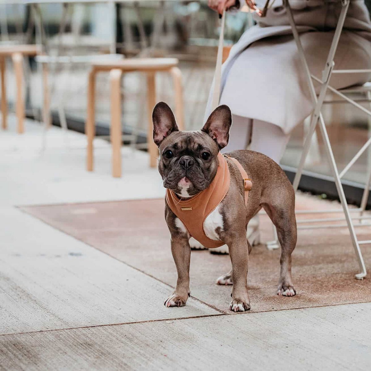 Arnés suave para perros Camel