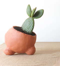 Terracotta planter with a green cactus-like plant. The planter has a unique, rounded shape with a textured surface.
