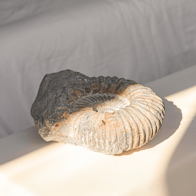 Fossil ammonit