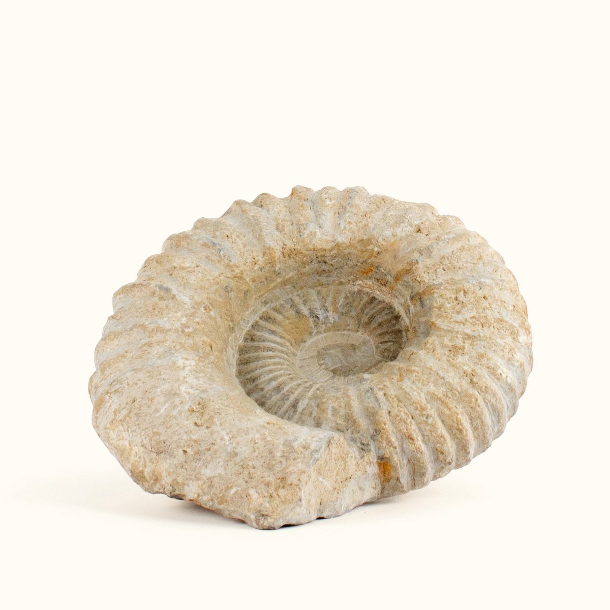 Fossiler Ammonit