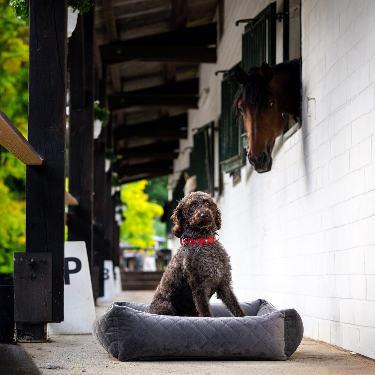 OXFORD I CLASSICO HUNDEBETT