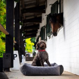 OXFORD I CLASSIC HUNDEBETT