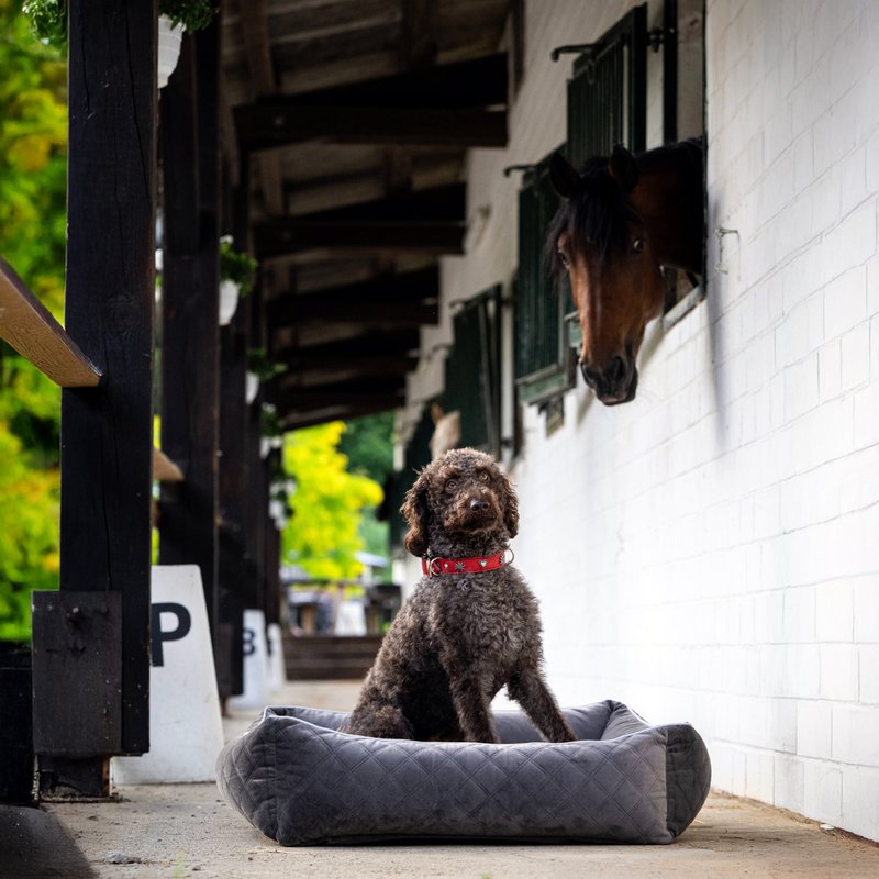 OXFORD I CLASSIC HUNDEBETT