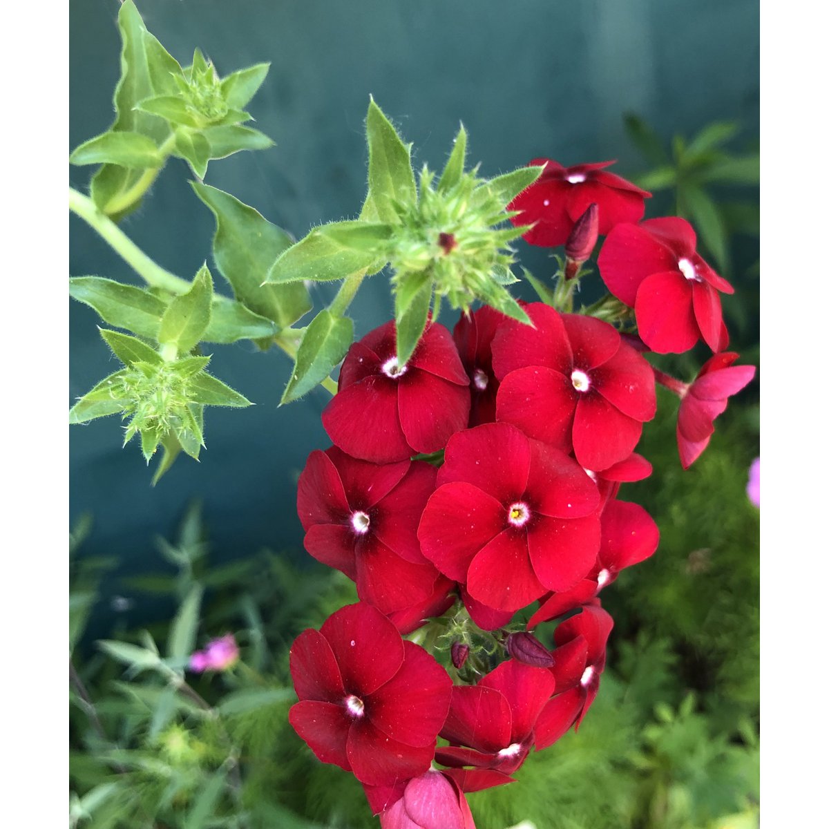 Bloemenzaden 'Liefde zaaien'