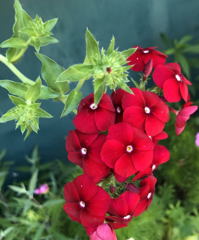 Bloemenzaden 'Liefde zaaien'
