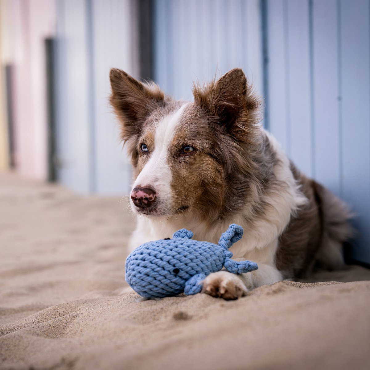 Maritimes Hundespielzeug aus Baumwolltau - CAPTAIN SPLASH