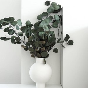 Eucalyptus popolus - the round one